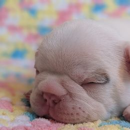 Bulldog and French Bulldog Puppies from Rohde's Road Dog Bullies