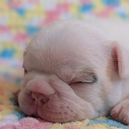 Bulldog and French Bulldog Puppies from Rohde's Road Dog Bullies