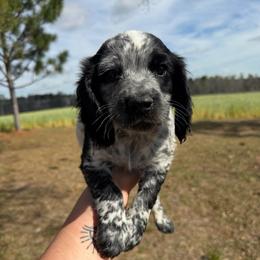 Blue roan boy - Blue roan male English Cocker Spaniel puppy in Millen, Georgia from Pine Hill Kennels