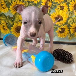 Zuzu - White and chocolate male American Hairless Terrier puppy in Buckingham, Illinois from Gaus Hof