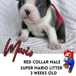 Mario - Blue male Boston Terrier puppy in West Jefferson, Ohio from Kline Kennels