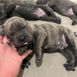 Butch-red - Brindle male Companion Cross puppy in Calimesa, California from BoujeePoodlesofsocal