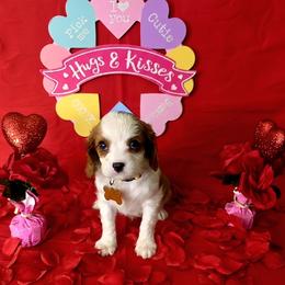 Sunny - Blenheim male Cavalier King Charles Spaniel puppy in Pennsylvania from Julie's Cavalier King Charles Spaniels