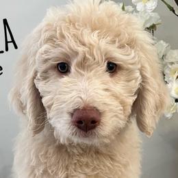 Aussiedoodles, Bernedoodles, and Goldendoodles from Gunstock Doodles