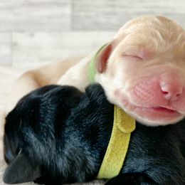 Dilute Retrievers and Labrador Retrievers from Gunmetal Labs