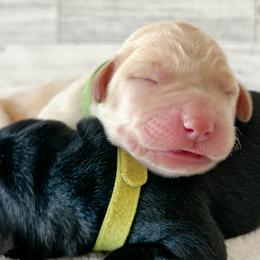 Dilute Retrievers and Labrador Retrievers from Gunmetal Labs