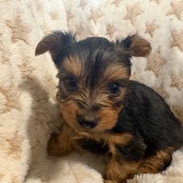 Rascal - Black and gold male Yorkshire Terrier puppy in Phoenix, Arizona from Coursey’s Yorkies