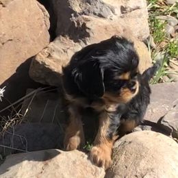 Cavalier King Charles Spaniel Puppies from MoxMox Cavaliers