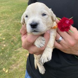 Bernard - Golden Retriever puppy in Byron Center, Michigan from Little House on the Farmie