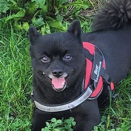 BEAR - Pomeranian