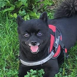 BEAR - Pomeranian