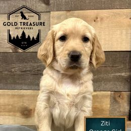 Ziti - Golden female Golden Retriever puppy in Star, Idaho from Gold Treasure Retrievers