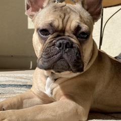 French Bulldogs from April Hankins