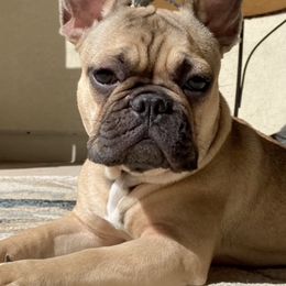 French Bulldogs from April Hankins