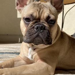 French Bulldogs from April Hankins