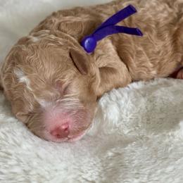Purple - Cream female Goldendoodle puppy in New Britain, Connecticut from Goldendoodles Stars LLC
