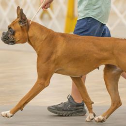 Boxers from Chilham Boxers