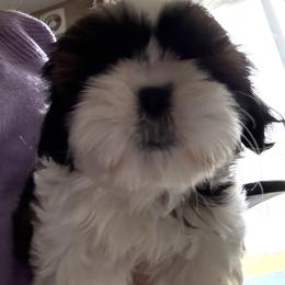 Jeffrey - White male Shih Tzu puppy in Redmond, Oregon from Jazzie Shih Tzu