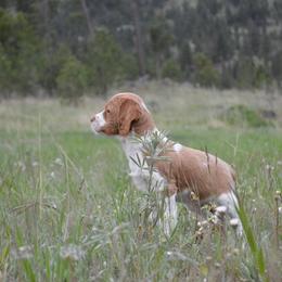 Brittany Puppies from Tommie Dahl