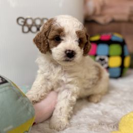 LATTE - White male Cavapoo puppy in Dickerson, Maryland from Pawsome Aussie Doodles and Oodles