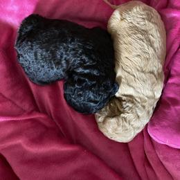 Goldendoodle and Poodle Puppies from Goldendooddle  /Gardy 🐾🐾