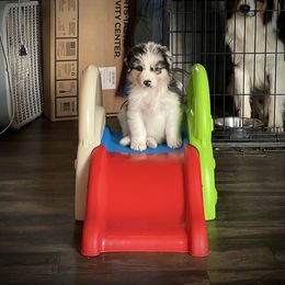 Australian Shepherd Puppies from Double BarH