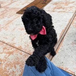Leia - Black female Labradoodle puppy in Liberty Hill, Texas from Martin Family Doodle