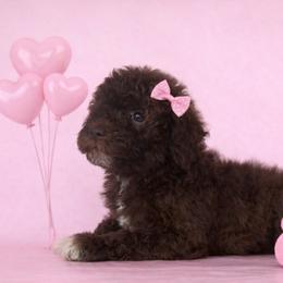 Sally - Brown female Lagotto Romagnolo puppy in North Barrington, Illinois from Lagotto Illinois