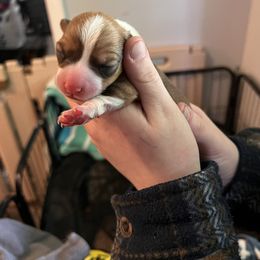 Boy 2 - White and red Pembroke Welsh Corgi puppy in Ohio from Ohio Corgi Love Pups