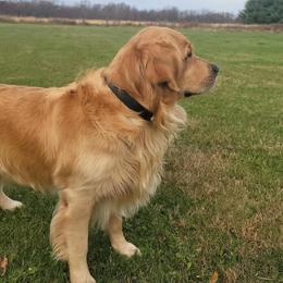 Assorted Doodle Crosses and Golden Retriever All Grown Up from Retriever Ranch