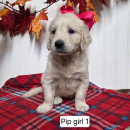 Pip Girl 1 - Light golden female Golden Retriever puppy in Niles, Michigan from Family Raised Goldens