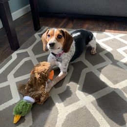 Beagle All Grown Up from Rustic Farm Sporting Beagles