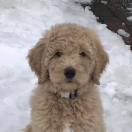 Goldendoodle Puppies from Teddy Bear Goldendoodles