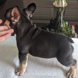 French Bulldog Puppies from Jgrfrenchies