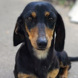 Jazmine - Dachshund
