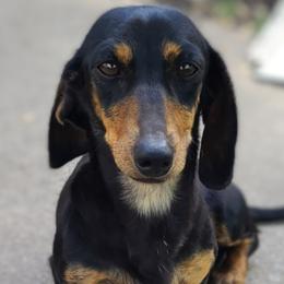 Jazmine - Dachshund