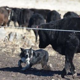 Hank - Border Collie