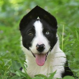 Mirk - Border Collie puppy from Thundering Paws Farm