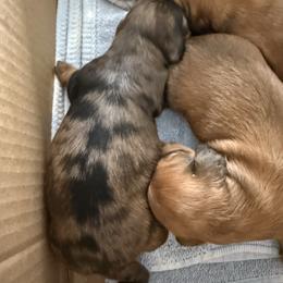 Girl 1 Dark Dapple - Dapple female Dachshund puppy in Swanton, Ohio from Mighty But Mini Dachshunds