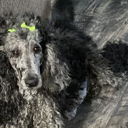 Dachshunds, Labradoodles, and Labrador Retrievers from Muddy Bay Kennels