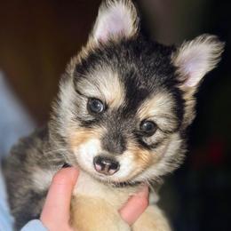 Nutmeg (White Collar) - Black female Pomsky puppy in Kennewick, Washington from Nebula Ranch Pomskies
