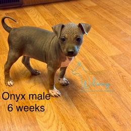 Onyx - Black tan and white male American Hairless Terrier puppy in Smith Center, Kansas from Wilsong Kennel
