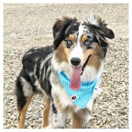 Ozzy - Miniature Australian Shepherd