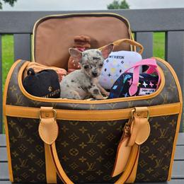 Mabel - Merle female Chihuahua puppy in Amity, Pennsylvania from Baxters Chihuahuas