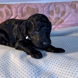 French Bulldog and Poodle Puppies from Dallas Paw Connect