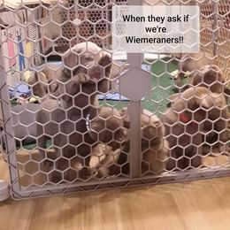 Dilute Retriever Puppies from Walker Creek Silver Labs
