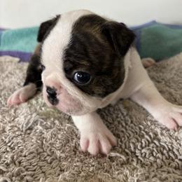 Boy 4 - Brindle and white male Boston Terrier puppy in Alabama from Southern Bulldogs