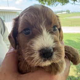 Ethel - Red female Cavapoo puppy in Osseo, Michigan from Smiths Fluffy butts
