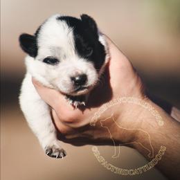 Sauron (AKC) - Blue male Australian Cattle Dog puppy in Marana, Arizona from Impact 3rd Australian Cattle Dogs