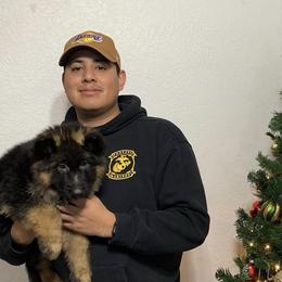 German Shepherd Puppies from Von Gonzalez Kennel